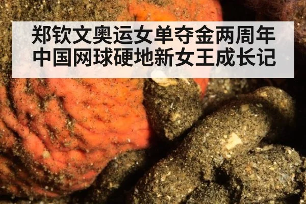 郑钦文奥运女单夺金两周年 中国网球硬地新女王成长记